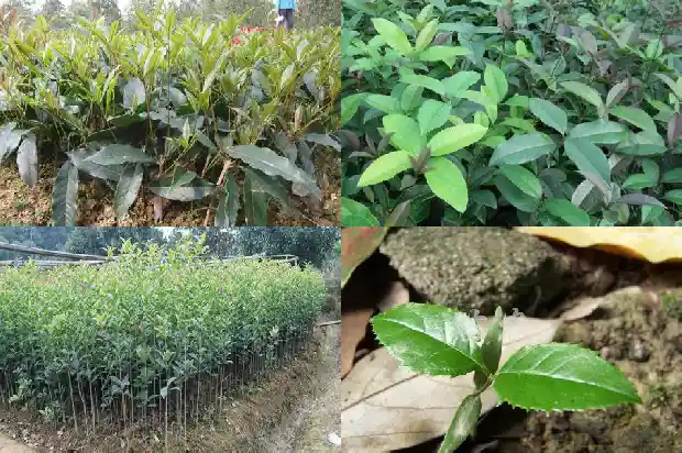 桂花树结籽是公树么还是母树1690158968924