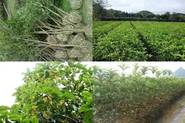 桂花每亩种多少棵1689985862189