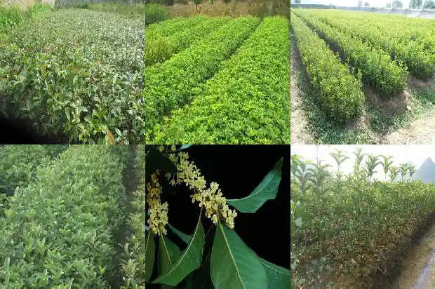 今年桂花没有开是什么原因1685146671927