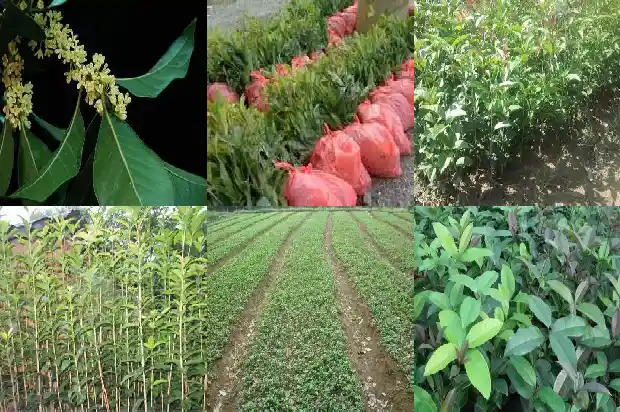 今年桂花没有开是什么原因1685146671975