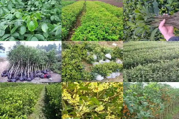 今年桂花没有开是什么原因1685146672022