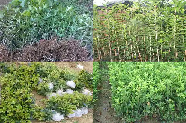 桂花不开花的预兆1685146688987