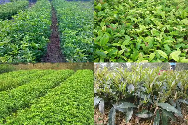 桂花不开花了是什么原因引起的1685146706568