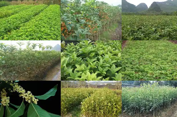 桂花不开花了是什么原因引起的1685146706616