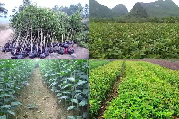 为什么今年的桂花不开花1685146724215