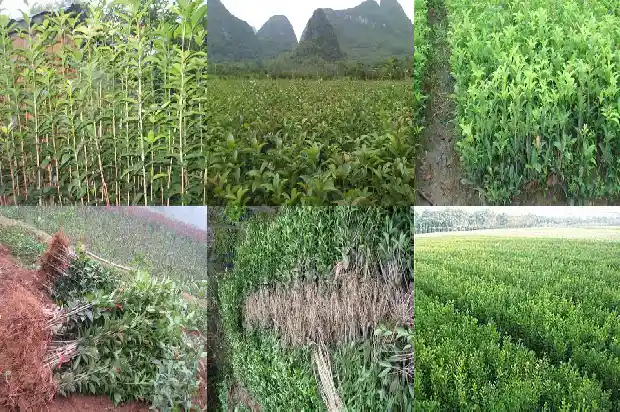 为什么今年的桂花不开花1685146724310