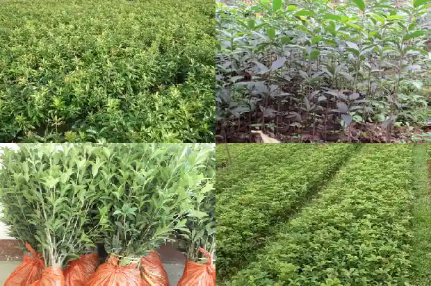 今年桂花不开花的说说句子1685146741395