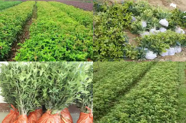 今年桂花不开花的预言是什么1685146761495