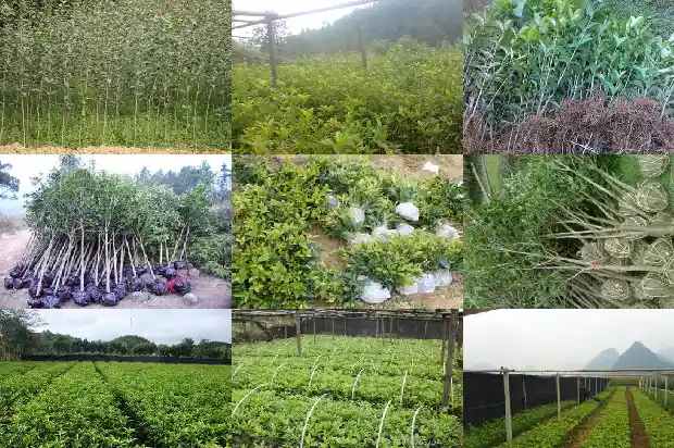 今年桂花不开花的预言是什么1685146761542