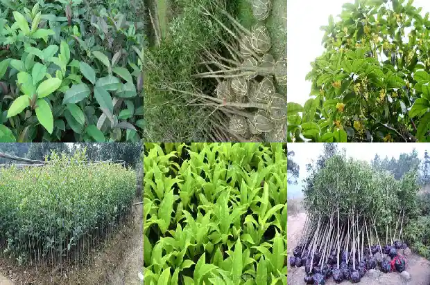 江苏桂花树市场价格多少钱1690331401957