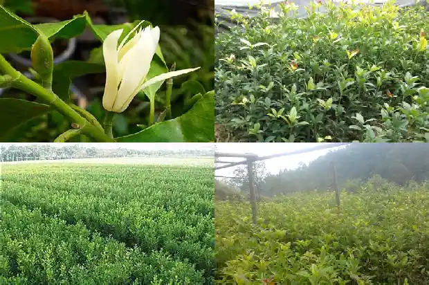 今年桂花不开花的预言是什么1685146761635