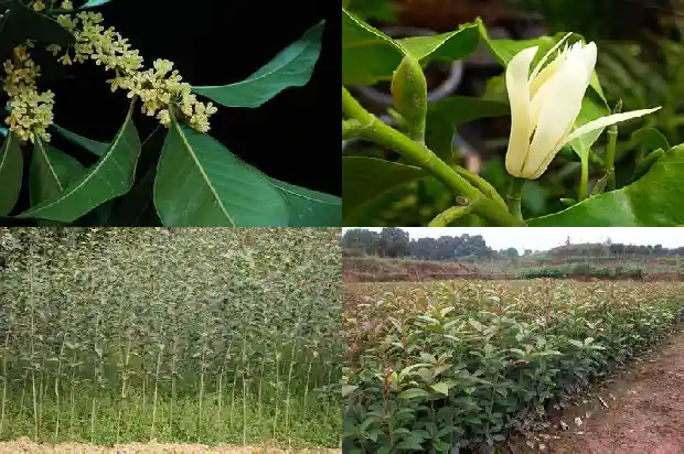 今年桂花不开花的预言怎么写1685146781459