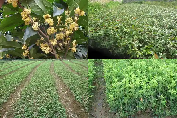 今年桂花不开花的预言怎么写1685146781555