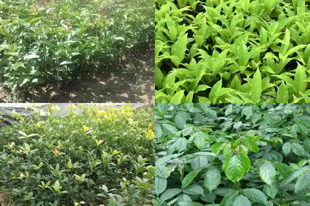 今年的桂花迟迟未开1685146803153