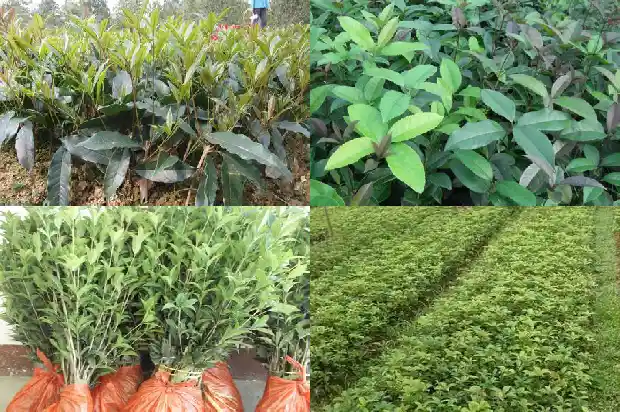 今年桂花不开花有什么禁忌么1685146823391