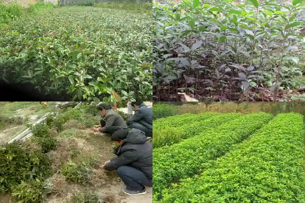 今年的桂花不开花1685146847397