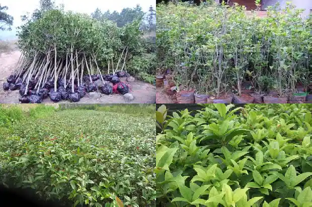 今年的桂花不开花1685146847445