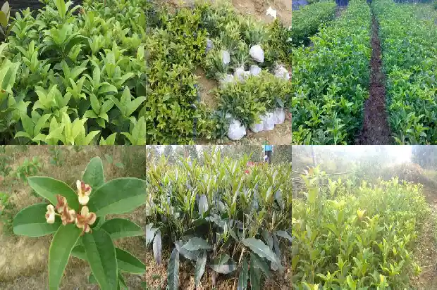 形容桂花迟迟不开的句子1685146871375