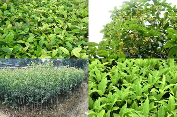 大直径桂花树种植间距多少为好1685146925961