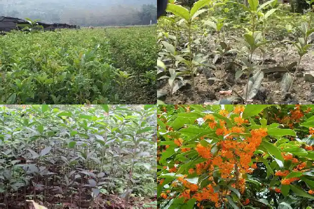 大直径桂花树种植间距多少为好1685146926008