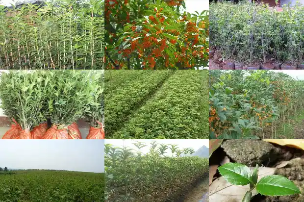 大直径桂花树种植间距多少好1685146943361