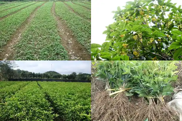 大直径桂花树种植间距多少好1685146943409