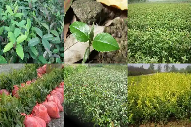 桂花的直径大概是多少厘米长1685146963249