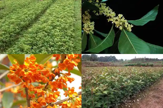 桂花的直径大概是多少毫米的1685146984911