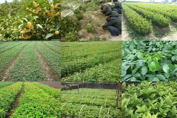 桂花的直径大概是多少毫米的1685146984959