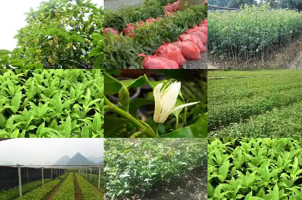 桂花的直径大概是多少毫米的1685146985005