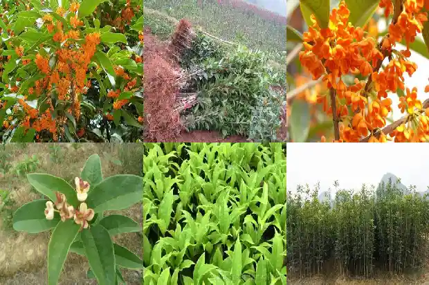 桂花高度一般在多少米以上1685147006912
