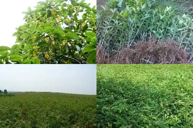 桂花高度一般在多少米以上1685147006959