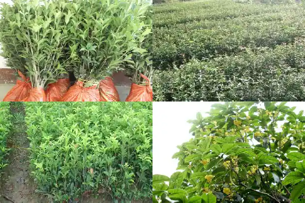 桂花是最小的花吗为什么1685147045692