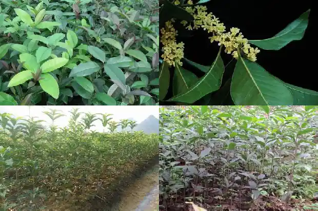 桂花是最小的花吗为什么1685147045740