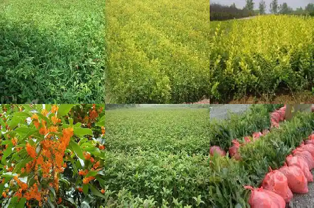 桂花的数量大约是多少1685147063047