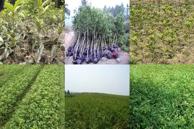 桂花的数量大约是多少1685147063095