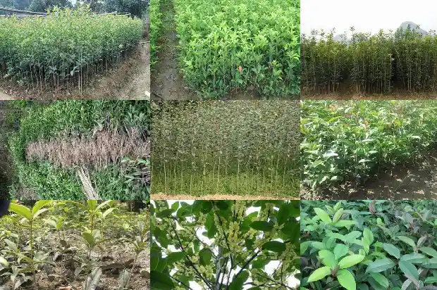 桂花的花萼数量1685147081663