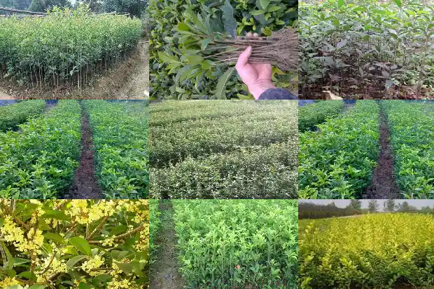 桂花的花萼数量1685147081710