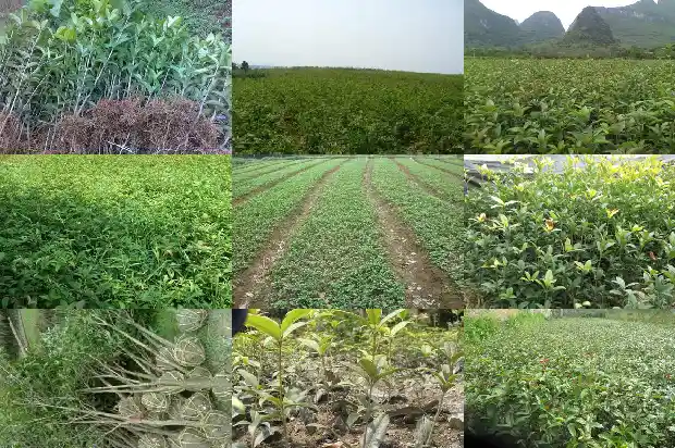 桂花的花萼数量1685147081805