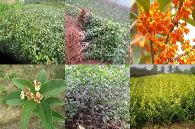 桂花胸径多少毫米长1685147118609