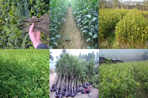 桂花胸径多少毫米长1685147118657