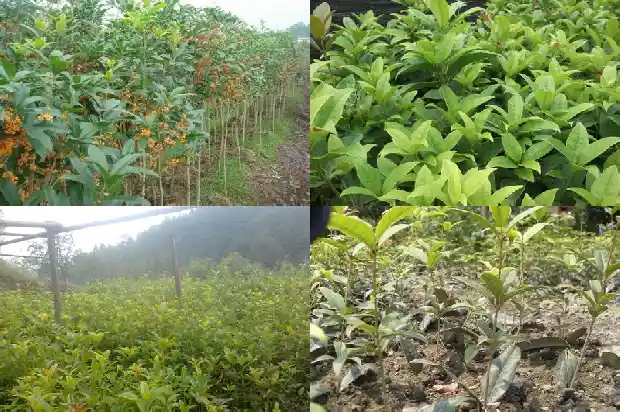 桂花一般多高多少米一棵1685147151152