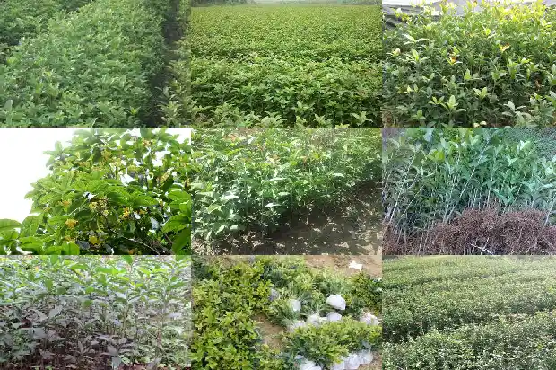 桂花盆景高度多少最合适1685147170582