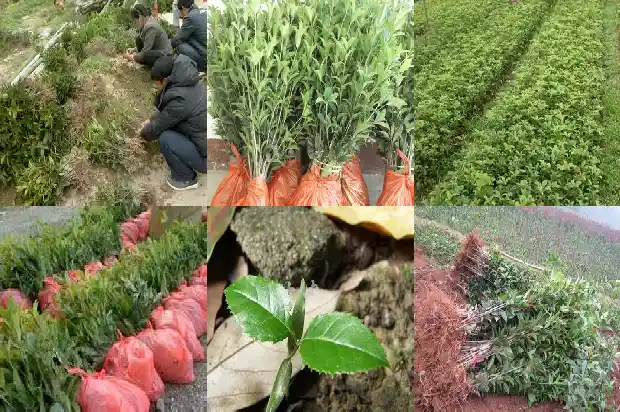 桂花树直径多少米1685147194874