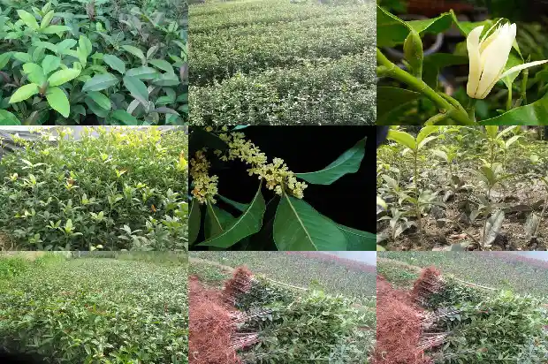 桂花树直径多少米1685147194922