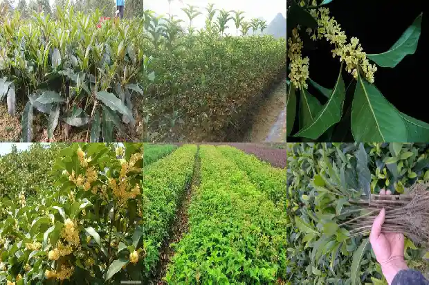 桂花树直径多少米1685147194969
