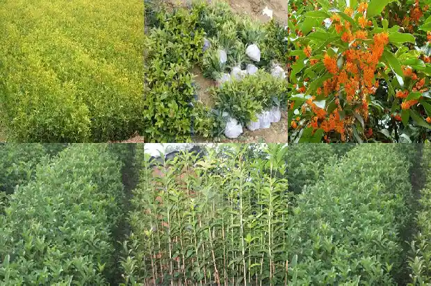 桂花树直径多少毫米1685147219309