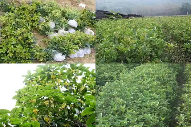 桂花树直径多少毫米1685147219356