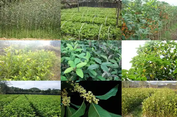 桂花树直径一般多少米1685147238776
