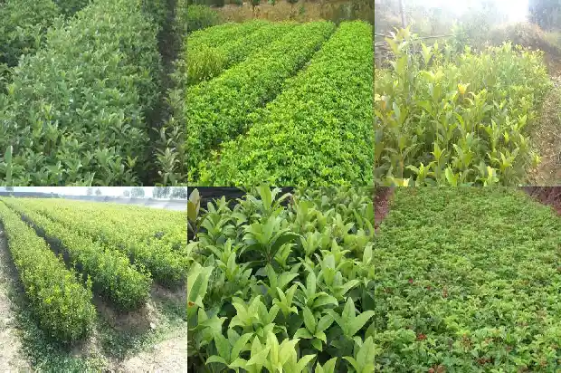 桂花树直径一般多少米1685147238824